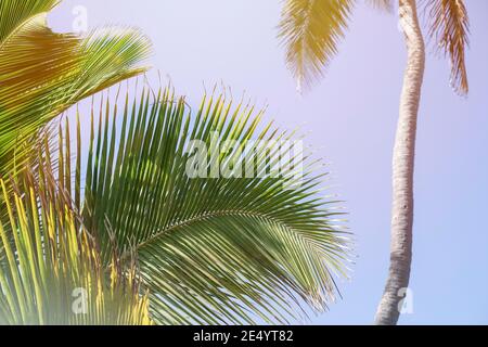 Sfondo tropicale con tronco esotico di cocco e fogliame. Foglie di palma con sole su sfondo blu del cielo. Vacanze estive. Foto Stock