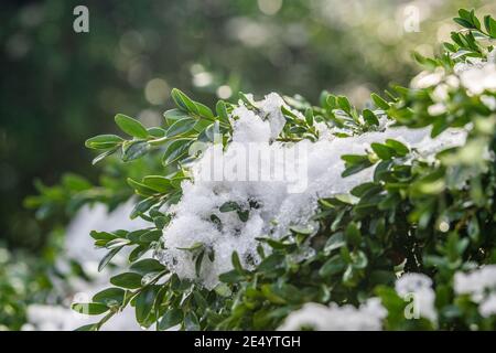 Primo piano di cespugli ricoperti di neve in un parco sotto la luce del sole con uno sfondo sfocato Foto Stock