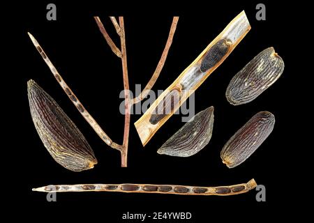 Alliaria petiolata, senape all'aglio, Knoblauchsrauke, primo piano, frutta con semi Foto Stock