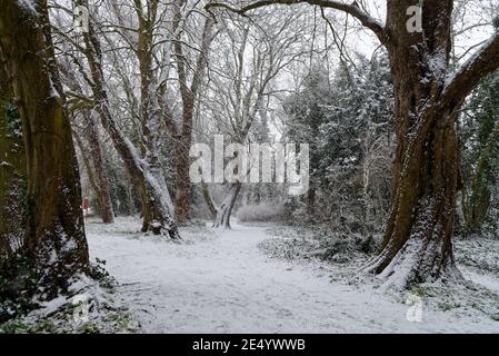 Un'area boscosa durante una forte nevicata degli inverni, Shepperton Surrey England UK Foto Stock