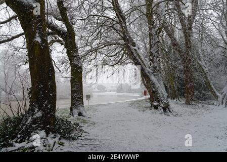 Un'area boscosa vicino al Tamigi durante una forte nevicata degli inverni, Shepperton Surrey England UK Foto Stock