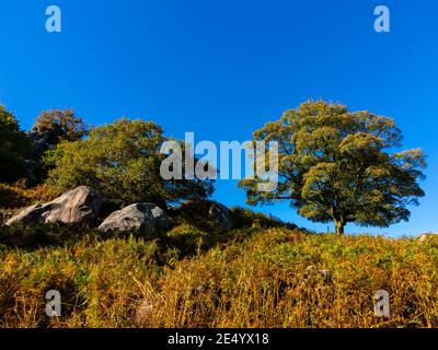 Rocce a Robin Hood's Stride o Mock Beggar's Mansion A. Formazione rocciosa nei pressi di Birchover nel Parco Nazionale del Peak District Derbyshire Dales Inghilterra Regno Unito Foto Stock