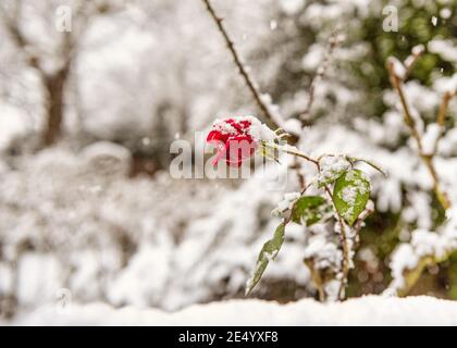 Rosa rossa coperta di neve in una giornata invernale gelida, Harrow on the Hill, Inghilterra Foto Stock