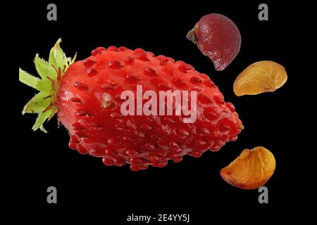 Fragaria vesca, fragola selvatica, Wald-Erdbere, primo piano, frutta e semi Foto Stock