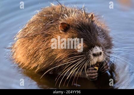 Haltern am See, NRW, Germania. 25 Gennaio 2021. Il bambino di circa 4 mesi trova già il proprio cibo e mungches su un'acorn. Una mamma di coypu selvaggia (Myocastor coypus), conosciuta anche come una nutria e la sua piccola discendenza giovanile in acqua e festa su ramoscelli e ghiande al Lago di Haltern, in una giornata splendidamente soleggiata e mite. Credit: Imageplotter/Alamy Live News Foto Stock