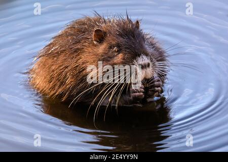 Haltern am See, NRW, Germania. 25 Gennaio 2021. Il bambino di circa 4 mesi trova già il proprio cibo e mungches su un'acorn. Una mamma di coypu selvaggia (Myocastor coypus), conosciuta anche come una nutria e la sua piccola discendenza giovanile in acqua e festa su ramoscelli e ghiande al Lago di Haltern, in una giornata splendidamente soleggiata e mite. Credit: Imageplotter/Alamy Live News Foto Stock