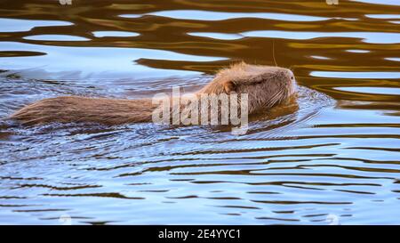 Haltern am See, NRW, Germania. 25 Gennaio 2021. La mamma del coypu nuota al sole del pomeriggio. Una mamma di coypu selvaggia (Myocastor coypus), conosciuta anche come una nutria e la sua piccola discendenza giovanile in acqua e festa su ramoscelli e ghiande al Lago di Haltern, in una giornata splendidamente soleggiata e mite. Credit: Imageplotter/Alamy Live News Foto Stock