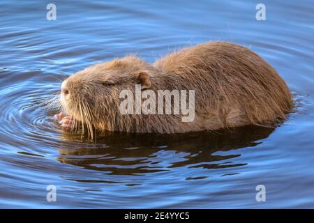 Haltern am See, NRW, Germania. 25 Gennaio 2021. Il mim coypu si munge su un ghianda. Una mamma di coypu selvaggia (Myocastor coypus), conosciuta anche come una nutria e il suo piccolo giovane discendenza prendere il sole in acqua e festa su ramoscelli e acori al lago di Haltern, in una giornata splendidamente soleggiata e dolce. Credit: Imageplotter/Alamy Live News Foto Stock