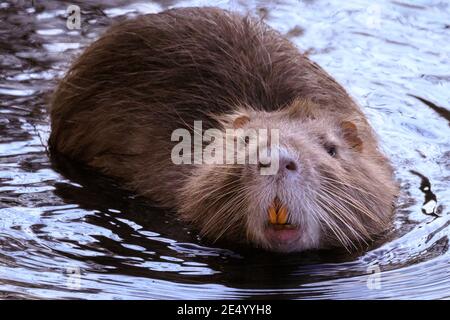 Haltern am See, NRW, Germania. 25 Gennaio 2021. La mamma coypu, un erbivoro, mostra i suoi tipici denti arancioni luminosi. Una mamma di coypu selvaggia (Myocastor coypus), conosciuta anche come una nutria e la sua piccola discendenza giovanile in acqua e festa su ramoscelli e ghiande al Lago di Haltern, in una giornata splendidamente soleggiata e mite. Credit: Imageplotter/Alamy Live News Foto Stock