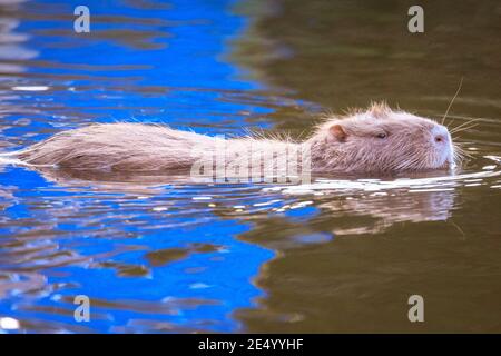 Haltern am See, NRW, Germania. 25 Gennaio 2021. La mamma del coypu nuota al sole del pomeriggio. Una mamma di coypu selvaggia (Myocastor coypus), conosciuta anche come una nutria e la sua piccola discendenza giovanile in acqua e festa su ramoscelli e ghiande al Lago di Haltern, in una giornata splendidamente soleggiata e mite. Credit: Imageplotter/Alamy Live News Foto Stock