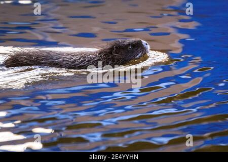 Haltern am See, NRW, Germania. 25 Gennaio 2021. Il giovane, di circa 4 mesi, nuota al sole del pomeriggio. Una mamma di coypu selvaggia (Myocastor coypus), conosciuta anche come una nutria e la sua piccola discendenza giovanile in acqua e festa su ramoscelli e ghiande al Lago di Haltern, in una giornata splendidamente soleggiata e mite. Credit: Imageplotter/Alamy Live News Foto Stock