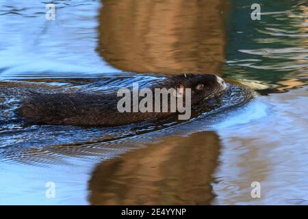 Haltern am See, NRW, Germania. 25 Gennaio 2021. Il giovane, di circa 4 mesi, nuota al sole del pomeriggio. Una mamma di coypu selvaggia (Myocastor coypus), conosciuta anche come una nutria e la sua piccola discendenza giovanile in acqua e festa su ramoscelli e ghiande al Lago di Haltern, in una giornata splendidamente soleggiata e mite. Credit: Imageplotter/Alamy Live News Foto Stock