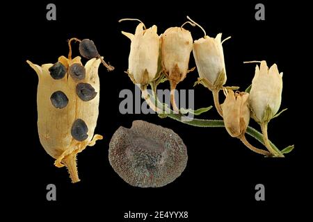 Linaria vulgaris, comune toadflax, Echtes Leinkraut, primo piano, frutta e semi Foto Stock