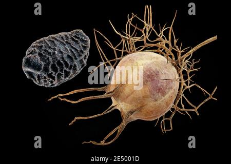 Nigella damascena, Love-in-a-Mist, Jungfer im Grünen, primo piano, frutta, capsula di semi, seme Foto Stock