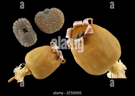 Silene vulgaris, Bladder campion, Klatschnelke, primo piano, frutta e semi Foto Stock