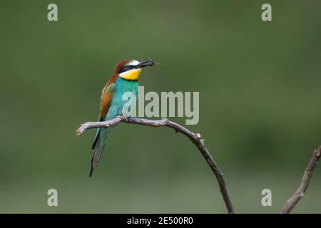 , Bienenfresser Merops apiaster, Europea gruccione Foto Stock