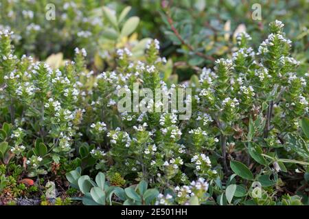 Nordischer Augentrost, Skandinavischer Augentrost, Augentrost, Eufrasia frigida, occhi settentrionali, occhi luminosi, Isola, Islanda Foto Stock