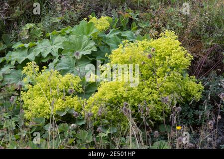 Weicher Frauenmantel, Großblättriger Frauenmantel, Frauenmantel, Alchemilla mollis, Alchemilla acutiloba var. Mollis, manto da giardino, donna Foto Stock