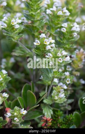 Nordischer Augentrost, Skandinavischer Augentrost, Augentrost, Eufrasia frigida, occhi settentrionali, occhi luminosi, Isola, Islanda Foto Stock