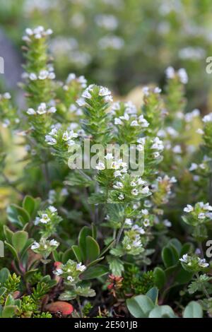 Nordischer Augentrost, Skandinavischer Augentrost, Augentrost, Eufrasia frigida, occhi settentrionali, occhi luminosi, Isola, Islanda Foto Stock