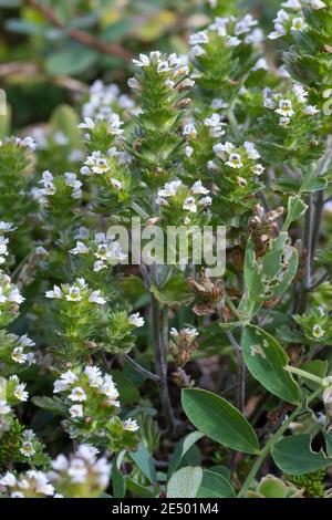 Nordischer Augentrost, Skandinavischer Augentrost, Augentrost, Eufrasia frigida, occhi settentrionali, occhi luminosi, Isola, Islanda Foto Stock