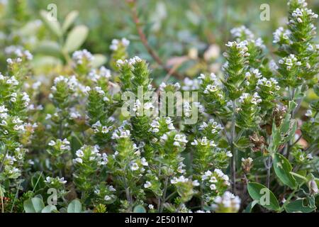 Nordischer Augentrost, Skandinavischer Augentrost, Augentrost, Eufrasia frigida, occhi settentrionali, occhi luminosi, Isola, Islanda Foto Stock