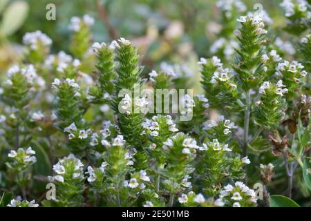 Nordischer Augentrost, Skandinavischer Augentrost, Augentrost, Eufrasia frigida, occhi settentrionali, occhi luminosi, Isola, Islanda Foto Stock