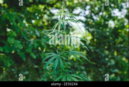 Pianta di cannabis su sfondo verde all'esterno. Piangere foglie di canapa in natura. La crescita di cespuglio di marijuana medica in giardino Foto Stock