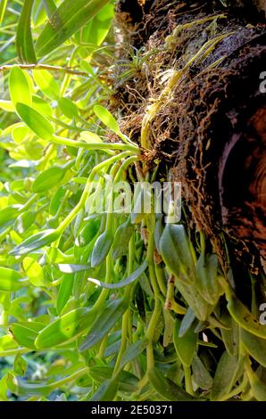 Maggiore foraggio (Cuscuta europaea), parassitismo delle piante Foto Stock