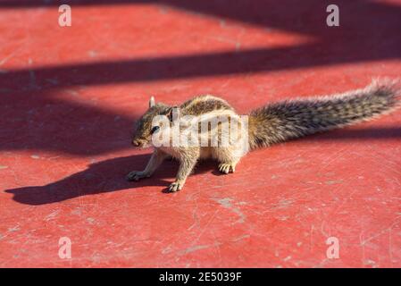 Scoiattolo di palme indiane selvatiche (Funambulus palmarum) sul pavimento del ristorante sul tetto in Udaipur, Rajasthan, India. Foto Stock