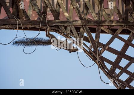 Scoiattolo di palma indiano selvaggio (Funambulus palmarum) sale ad un tetto di un edificio residenziale in Udaipur, Rajasthan, India. Foto Stock