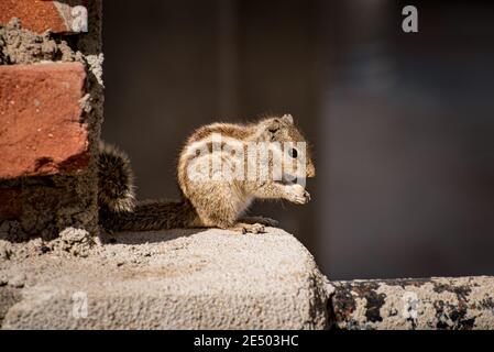 Scoiattolo di palma indiano selvaggio (Palmarum di Funambulus) mangia un dado che siede al balcone di un edificio residenziale in Udaipur, Rajasthan, India. Foto Stock