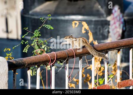 Scoiattolo indiano di palme (Funambulus palmarum) sul balcone di casa residenziale a Udaipur, Rajasthan, India. Foto Stock