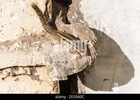 Scoiattolo di palme indiane selvatiche (Funambulus palmarum) sul muro di una casa residenziale a Udaipur, Rajasthan, India. Foto Stock