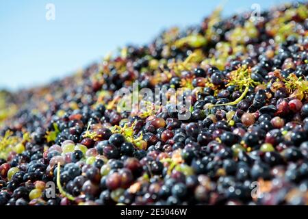 Uve di vino rosso appena raccolte (Vitis vinifera - vite comune), nr Roberston, Capo Occidentale, Sud Africa - Foto Stock