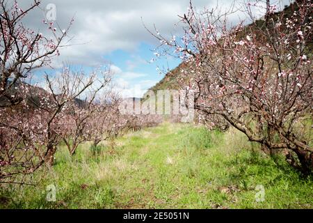 Albicocche in fiore, nr Robertson, Capo Occidentale, Sud Africa Foto Stock