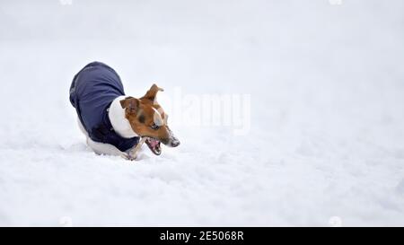 Piccolo Jack Russell terrier indossare giacca invernale blu giocare con bastone di legno su terreno coperto di neve, tenendo in bocca Foto Stock