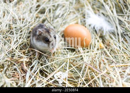 Mouse con le uova di gallina in hay. Composizione del villaggio. Foto Stock