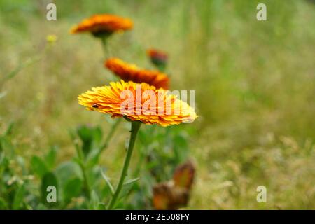 Il biancospino rosso-arancio ha uno sfondo sfocato. Un prato verde. Hieracium. Questo fiore è legato al dente di leone. Attraggono le api. Foto Stock