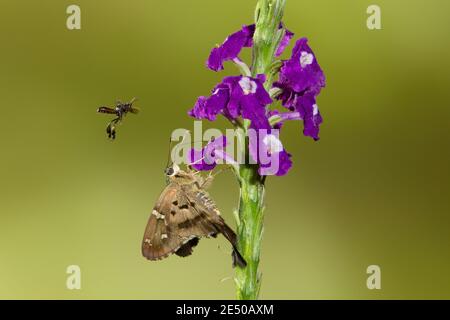 Skipper Butterfly a coda lunga, Urbanus proteus, e l'alimentazione di api senza stingless a fiore di verbena. Foto Stock