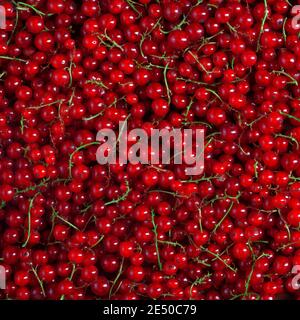 sfondo riempito con molti bacche di ribes rosso fresco, nessuno fotografia alimentare Foto Stock