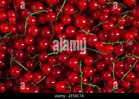 sfondo riempito con molti bacche di ribes rosso fresco, nessuno fotografia alimentare Foto Stock