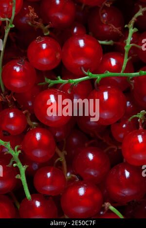 sfondo riempito con molti bacche di ribes rosso fresco, nessuno fotografia alimentare Foto Stock