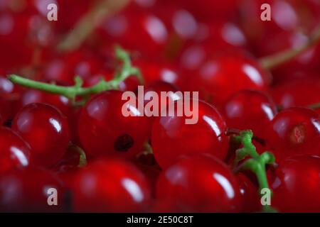 macro fotografia di bacche di ribes rosso fresco, sfondo riempito con molte bacche, fotografia alimentare Foto Stock