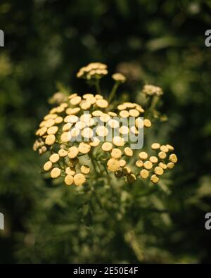 Primo piano di piccoli fiori gialli in erba con profondità di campo poco profonda, Nahant, Massachusetts, Stati Uniti Foto Stock