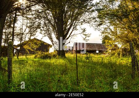 Edifici abbandonati in Humuula Sheep Station sulle pendici del Mauna Kea Hawaii, Big Island USA Foto Stock