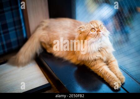 Primo piano di un gatto zenzero con gli occhi di zenzero seduto su uno scaffale vicino a una finestra e guardando su Foto Stock