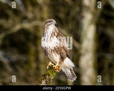 Una buzzard comune nella neve in inverno a metà Galles Foto Stock