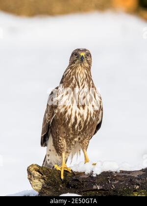 Una buzzard comune nella neve in inverno a metà Galles Foto Stock