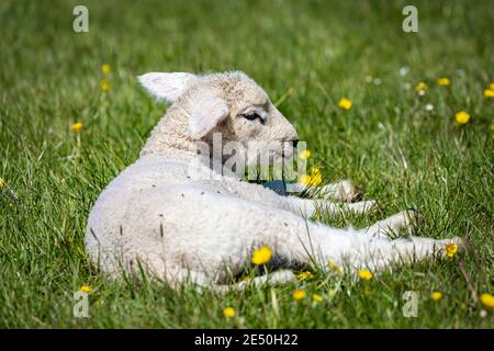 Un agnello adagiato tra fiori selvatici in un prato, sotto il sole primaverile Foto Stock